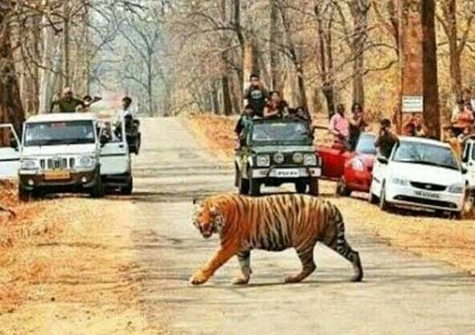 खासगी वाहनांसाठी चिखलदऱ्यातील जंगल सफारी बंद