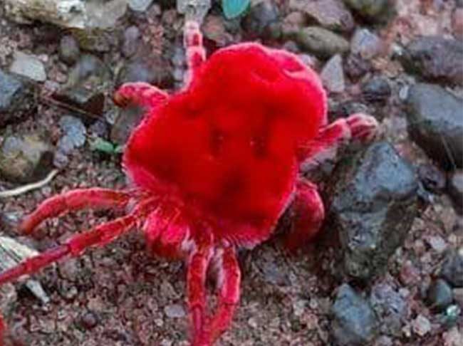 पावसाची चाहूल देणारा ‘मृग कीटक’ झाला दुर्मिळ