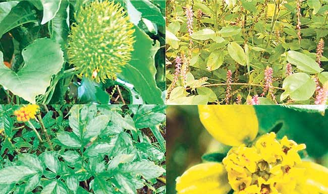 कोकण वर्षा पर्यटन आणि रानभाज्या