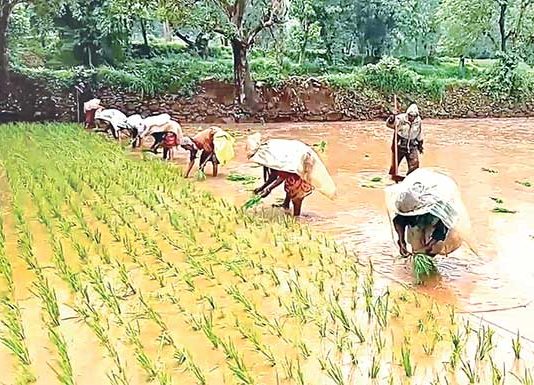 कोकणातील भात लावणी