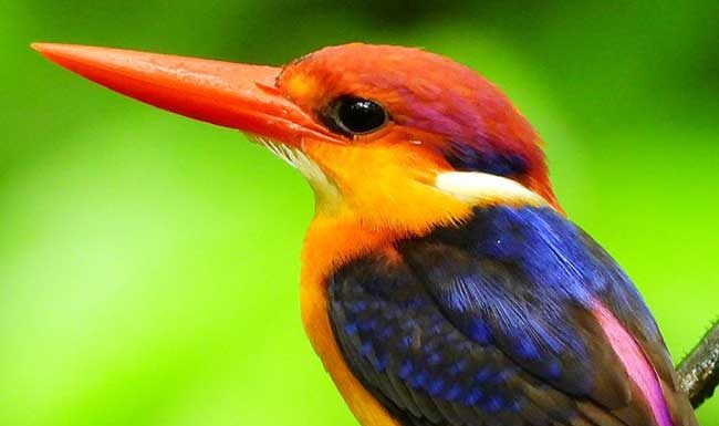 हजारो किमीचा प्रवास करून ‘तिबोटी खंड्या’ दाखल