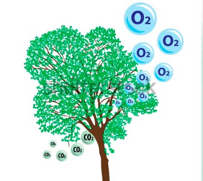 ऑक्सिजन