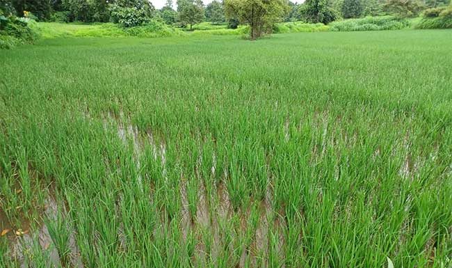 विक्रमगडमध्ये बगळ्या रोगाचा शिरकाव