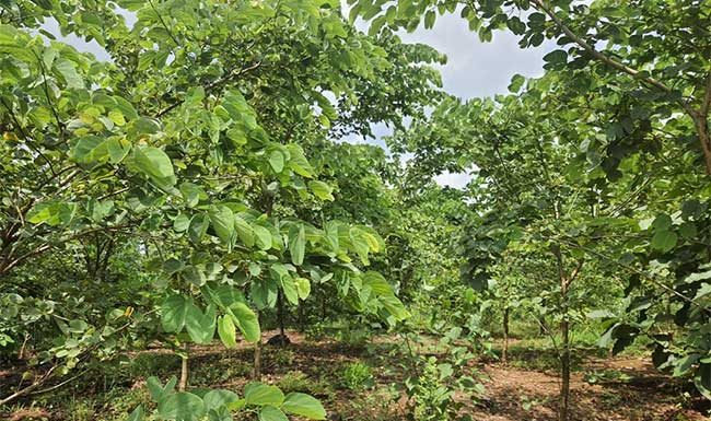 केडीएमसीच्या जैवविविधता उद्यानाची राष्ट्रीय स्तरावर दखल