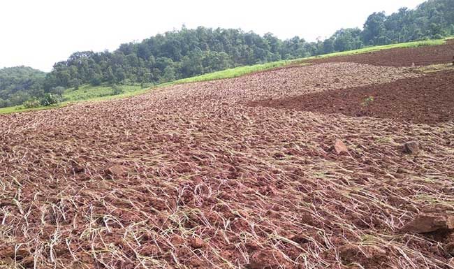 पावसाअभावी मोखाड्यातील नागली, वरईची पिके संकटात