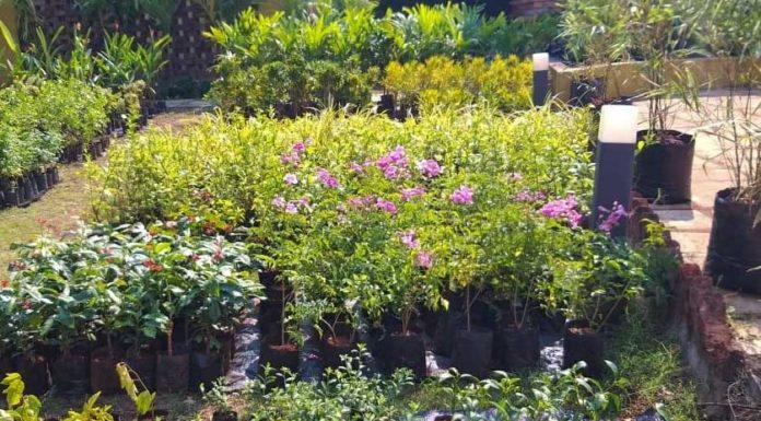 गणपती आरास करण्यासाठी शोभिवंत झाडांची मागणी