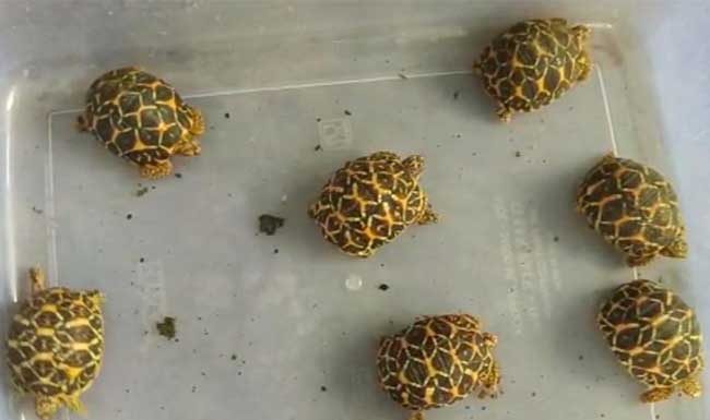 वन विभागाने छापा मारत ७ कासव केले जप्त