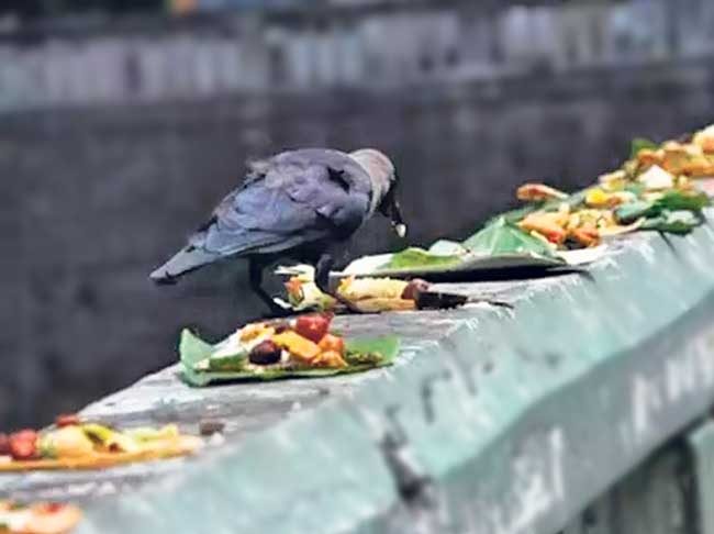 पितृ पंधरवड्यात भासतेय काकस्पर्शाची उणीव