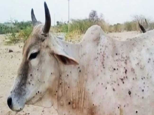 Lumpy skin disease virus : रत्नागिरीत लम्पी झालेल्या ७८ पैकी १२ गुरांचा मृत्यू