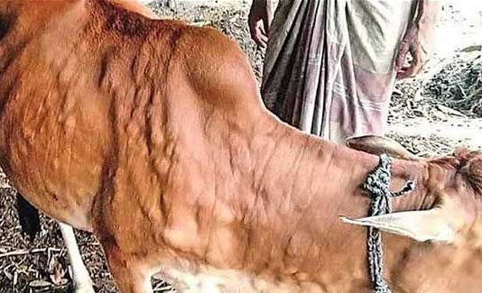 १९ जिल्ह्यांत लम्पी रोगाचा प्रादुर्भाव; राज्य ‘नियंत्रित क्षेत्र’ घोषित