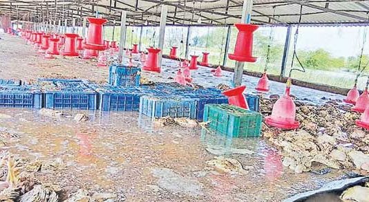 पोल्ट्री शेडमध्ये पाणी शिरल्याने १२ हजार कोंबड्या मृत्यूमुखी