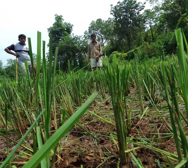 धसई विभागातील वन्य प्राणी मोकाट; भात शेती संकटात
