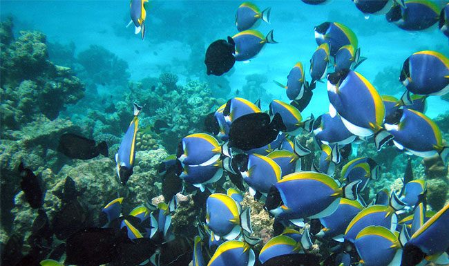 देवगड तालुक्यात सुरु होणार 'मत्स्य' विद्यालय