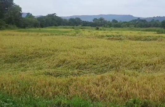 परतीच्या पावसामुळे रायगड जिल्ह्यात भातशेतीचे मोठे नुकसान