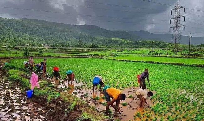 कष्टाने कमावले, पावसाने गमावले...!