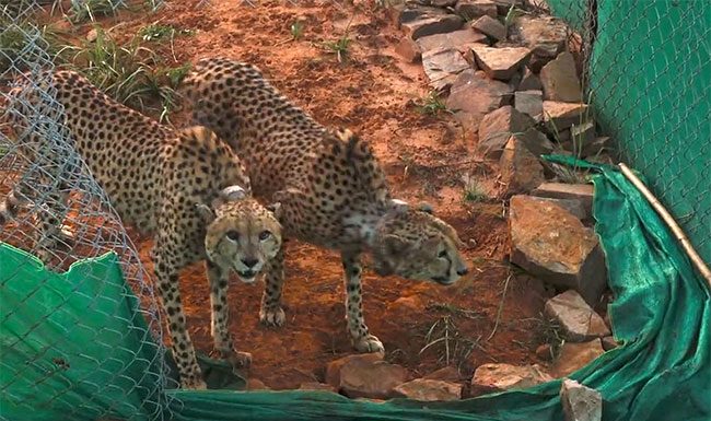 अखेर! ८ पैकी दोन चित्ते कूनो नॅशनल पार्कच्या परिसरात