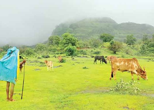 cowherd : गुराखी