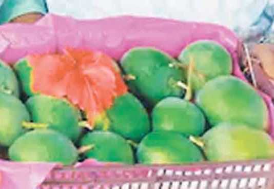 Hapus Mango : देवगडच्या हापूस आंब्याची पहिली पेटी मुंबईत