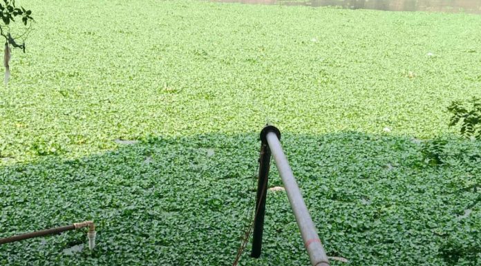 उल्हास नदी पात्रात पुन्हा जलपर्णीचा उद्रेक!