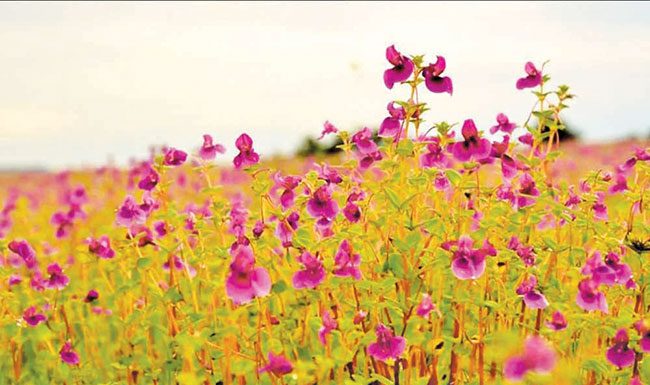 सीतेचे अश्रू