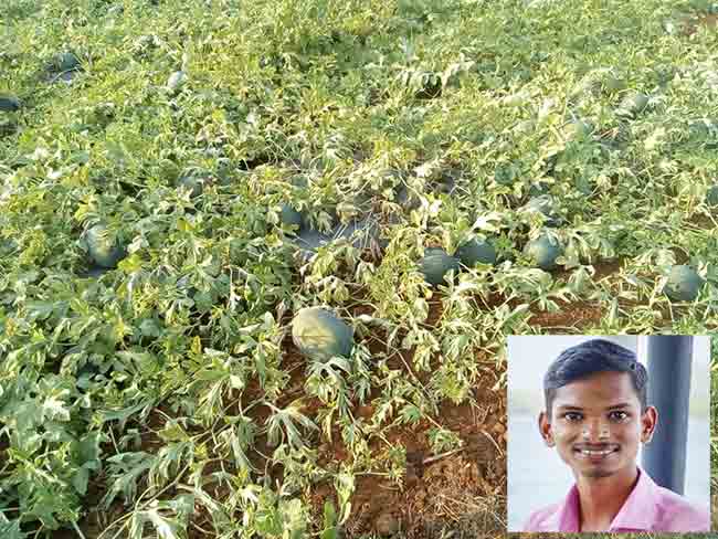 अवघ्या १० गुंठ्यात एका महिन्यात ५०० किलो कलिंगड उत्पादन