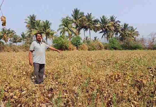 उधाणाच्या तडाख्याने शेकडो एकर जमिनीचे नुकसान