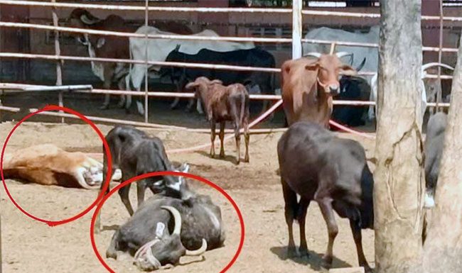 कणेरी मठातील ५२ गायींचा मृत्यू, तर २० गायी गंभीर
