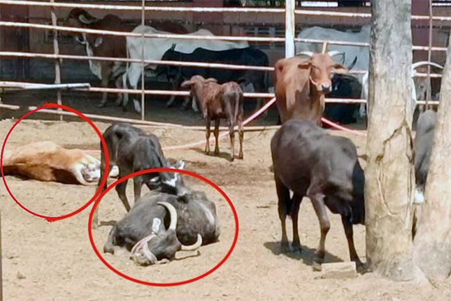 कणेरी मठातील ५२ गायींचा मृत्यू, तर २० गायी गंभीर