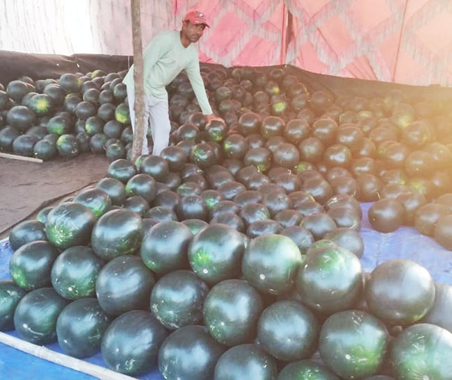 उन्हाच्या काहिलीत कलिंगडे देतायत थंडावा
