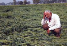 Nashik : नाशिक आणि जळगावच्या शेतकऱ्यांना शासनाचा मदतीचा हात