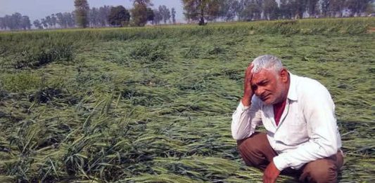 परतीच्या पावसामुळे शेतकरी संकटात