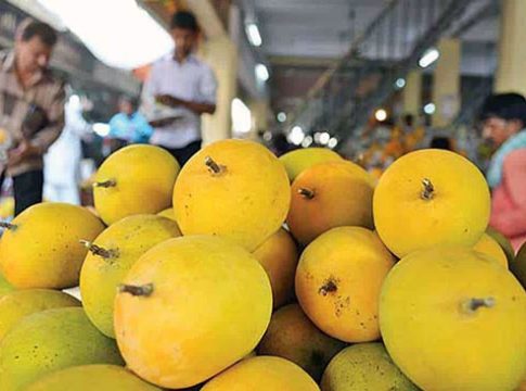 कोकणातील हापूसला स्पर्धक...!