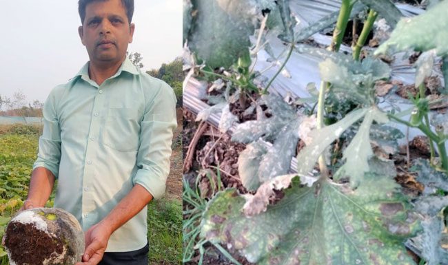 मुरबाडमध्ये मोठ्या प्रमाणावर झालेल्या गारपीटीने भाजीपाला किडला