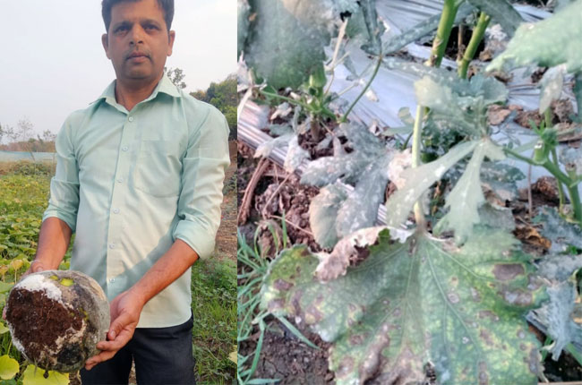 मुरबाडमध्ये मोठ्या प्रमाणावर झालेल्या गारपीटीने भाजीपाला किडला