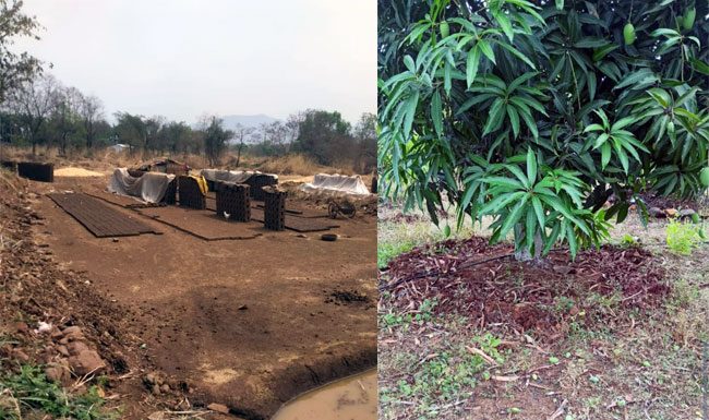 अवकाळी पावसामुळे आंबा, अन्य पिके अन् वीटभट्ट्यांचेही नुकसान