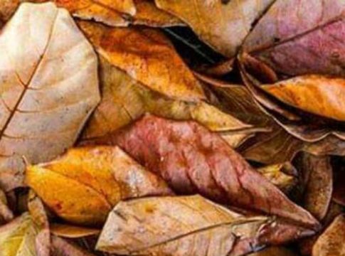 पतेरो... झाडांची वाळलेली पाने