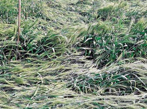 Unseasonal Rain : यवतमाळमध्ये अवकाळी पावसाचा हाहाकार! वादळीवार्‍यामुळे ५८० घरांचे नुकसान