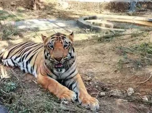 राज्यातील वाघांची संख्या वाढतेय