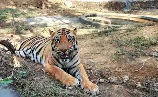 श्रीवल्ली झाली आई…तब्बल तेरा वर्षांनी पाळणा हलला