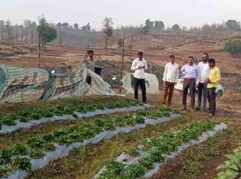 अतिदुर्गम गावंधपाडा येथे स्ट्रॉबेरी शेतीचा प्रयोग यशस्वी