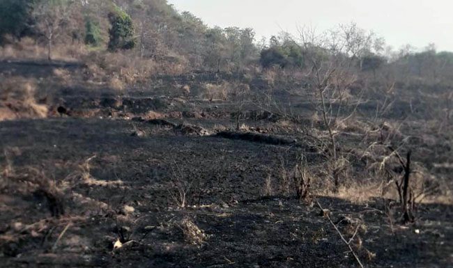 मुरबाड तालुक्यातील जंगलांना वणव्यांचा शाप
