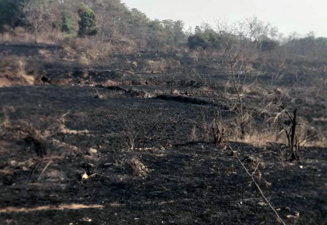 मुरबाड तालुक्यातील जंगलांना वणव्यांचा शाप