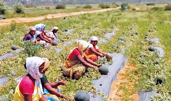 मुरबाडमध्ये कित्येक वर्षे केली जातेय कलिंगडांची काशी!