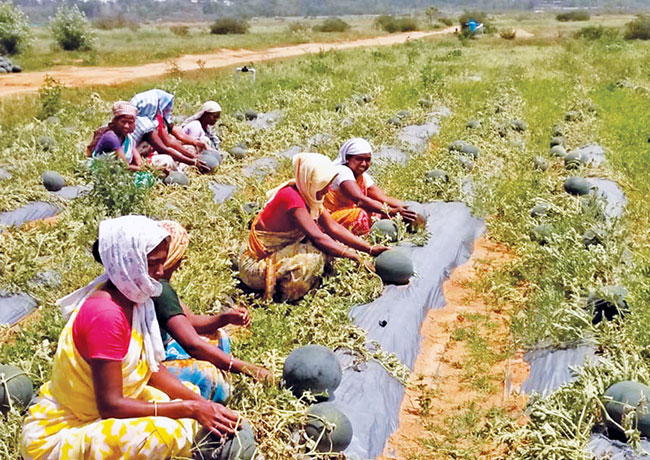 मुरबाडमध्ये कित्येक वर्षे केली जातेय कलिंगडांची काशी!