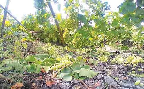वादळी वाऱ्यात लासलगाव येथील द्राक्ष बाग भुईसपाट