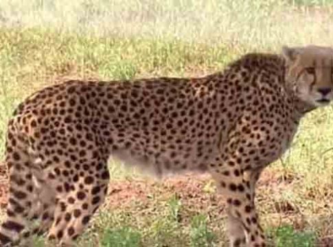 ‘पवन’पाठोपाठ ‘आशा’ही पळाली; अद्यापही बेपत्ताच?