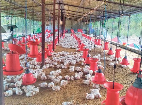 कोंबड्यांच्या विष्ठेची दुर्गंधी मिटवून तयार केले कोंबडीखत