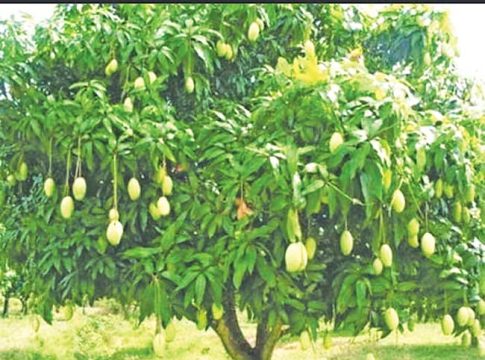 तो आम्रवृक्ष एक