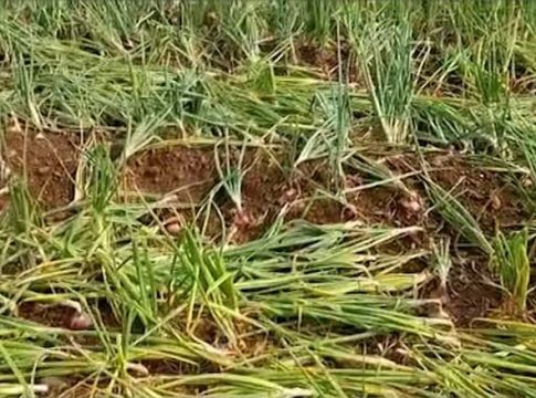 अवकाळी पावसाने शेतकऱ्यांचे अश्रु थांबेनात! झालेल्या नुकसानाची आकडेवारी समोर