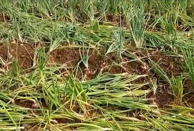 अवकाळी पावसाने शेतकऱ्यांचे अश्रु थांबेनात! झालेल्या नुकसानाची आकडेवारी समोर
